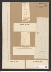 Nitzschia sigmoidea var. armoricana (Kuetz.) Grun. (de-Toni-Nr.: Genus 47, Species 2093) Zeichnungen Sammlung Grunow Nr. 4163 (NHMW-BOT-W0372052)